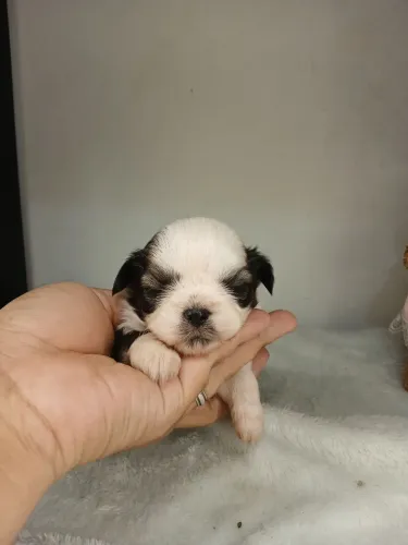 Vendo filhote de shihtzu fêmea disponível para reserva 