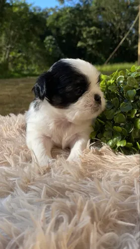 FILHOTE MACHO SHIH TZU COM LHASA APSO - PRETO E BRANCO, PORTE PEQUENO 