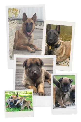 Pastor Belga Malinoar Filhote 45 dias