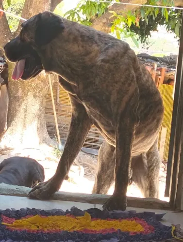 Fila brasileiro macho