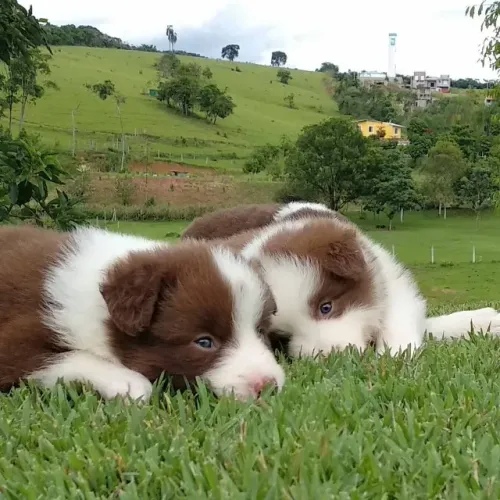 ?Border Collie filhotes lindos - entrega imediata?