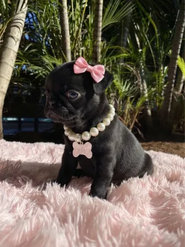 Pug preta