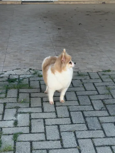 Doação Fêmea spitz alemão 