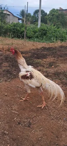 Galo indio