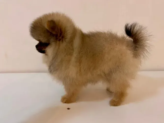FÊMEA LULU DA POMERÂNIA BLACK TAN DISPONÍVEL