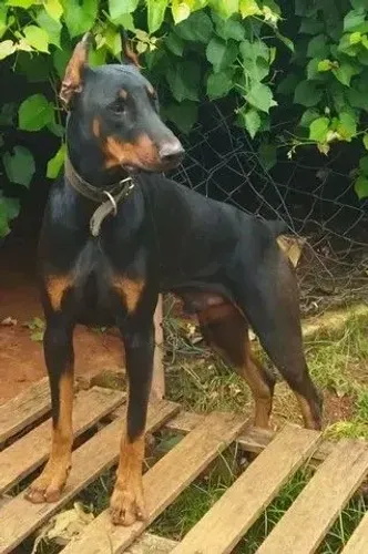 Filhote de doberman disponível pra reserva 