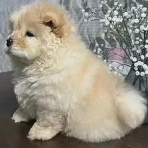 Chow Chow,Chow Chow Filhote Vacinado e Vermifugado