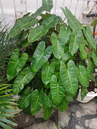 Planta