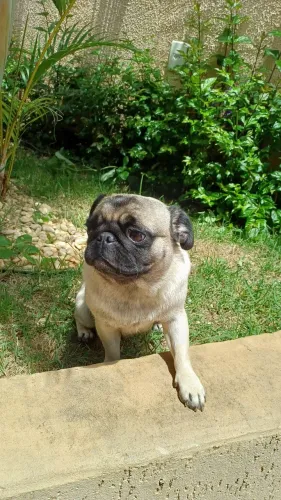 Pug fêmea