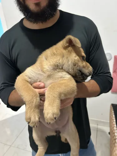CHOW CHOW