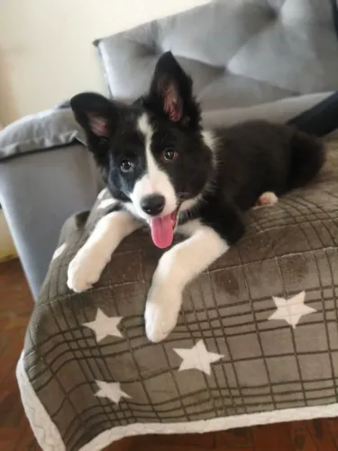 Border collie