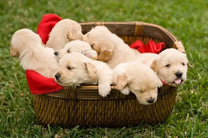 Carinho Sem Medida Filhote de Golden Retriever
