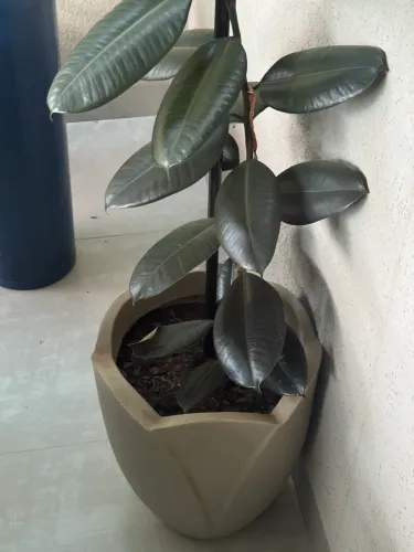 Vaso com planta