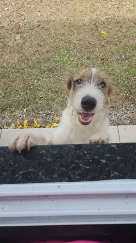 Cachorro p doação 
