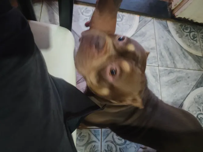 American bully macho
