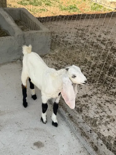 Cabrito para reprodutor