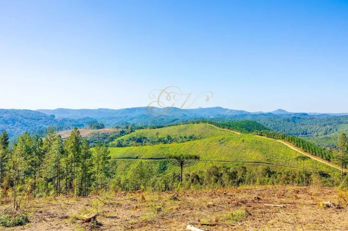 Campo Largo, à 6 km do asfalto, 111 alqueires, ou 269 hectares , 38 Alqueires Própria Refl