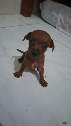 Pinscher 