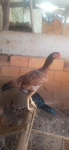 Franga gigante