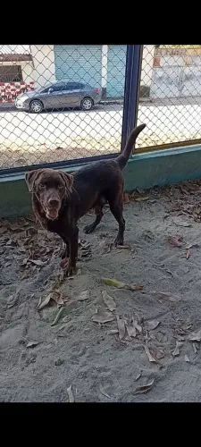Labrador macho 2 anos valor 500 reais.