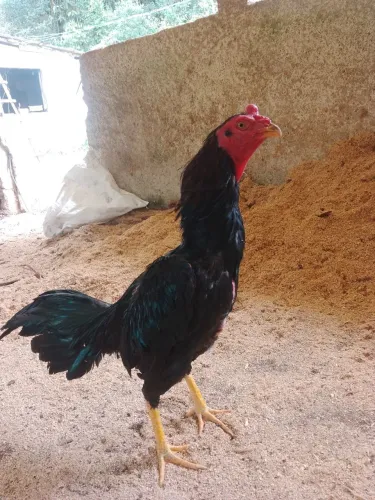 Galo indio