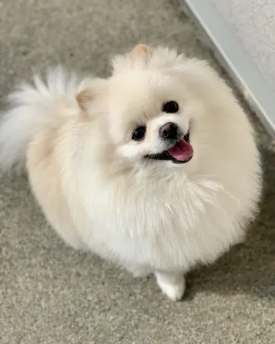 Spitz Alemão Branco para doação