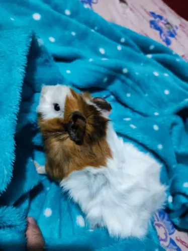 Porquinho da Índia Fêmea 