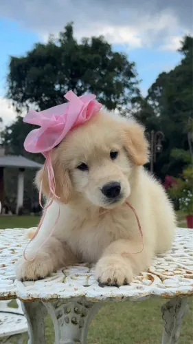 Filhote Golden Retriever Fêmea - Com Pedigree - Cartão até 12x