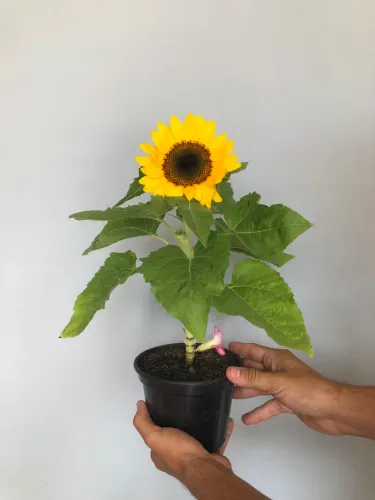 Girassol ? (Plantas exóticas para casa)