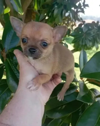 CHIHUAHUA linda