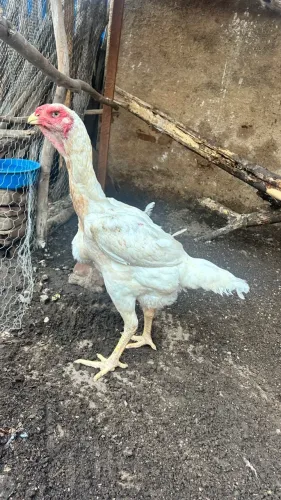 Índio Gigante