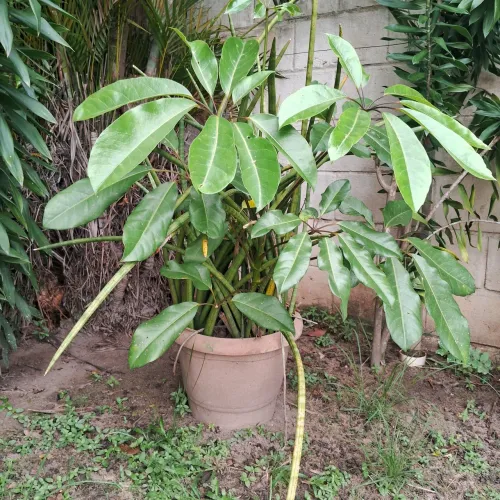 Vaso com planta de sol