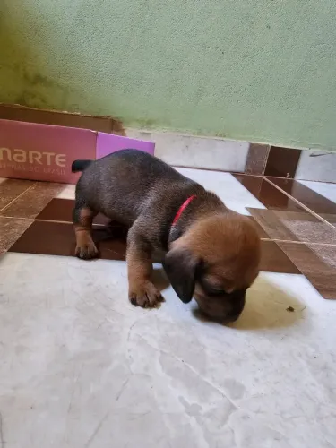 Filhote de Salsicha com 30 dias