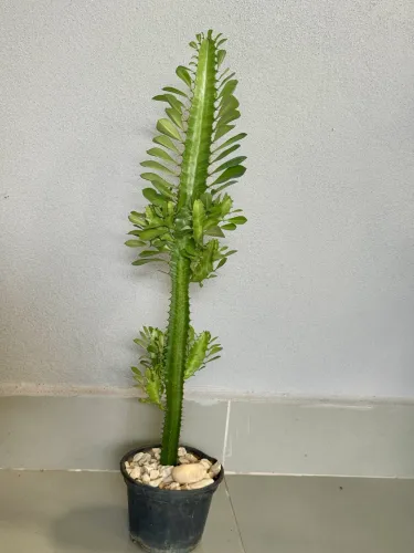 Muda de Cacto
