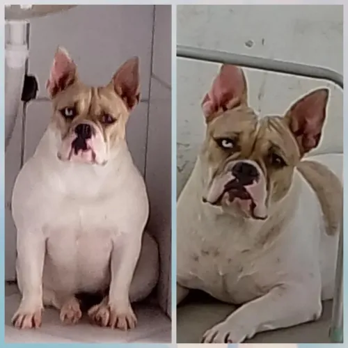 American Bully fêmea de 3 anos de vida super dócil , para adoção responsável