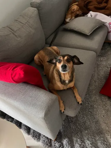 cachorra vira-lata pra adoção 