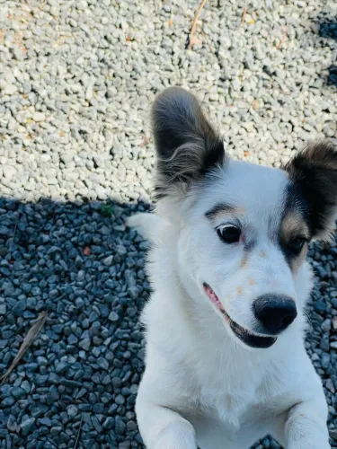 Doa-se cachorra filhote fêmea porte pequeno a médio