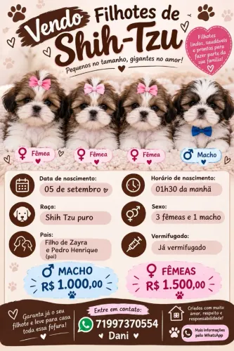 Filhotes de Shitzu