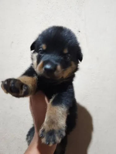 Vendo filhote de Rottweiler fêmea 