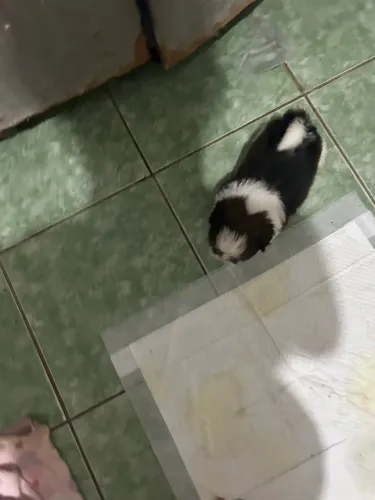 Shih tzu