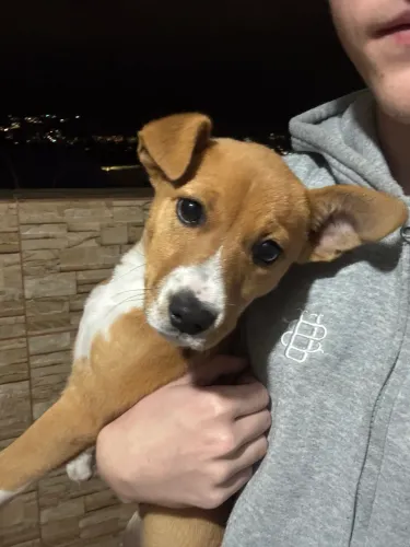 cão, procurando um lar