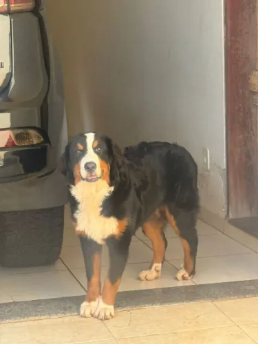 Linda fêmea de Bernese mountain 6 meses disponível!!