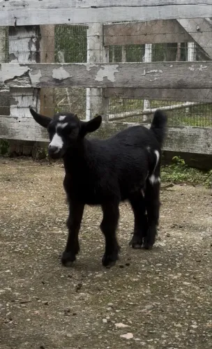 Mini cabritinha disponível 