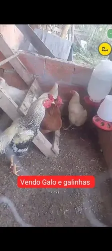 Galinhas