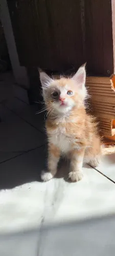 Maine Coon filhotes/Gatil Cieskak