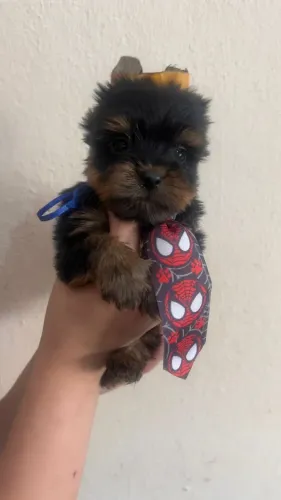 Yorkshire Terrier Filhotes - Pequenos e Saudáveis