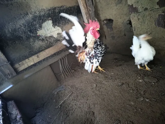 Galo Ganazaki Modelado