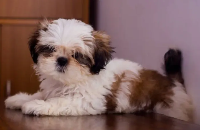 Encantadores Filhotes de Shih Tzu - Carinho, Elegância e o Companheiro Perfeito