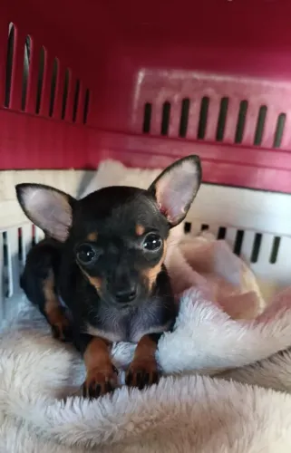 Pinscher fêmea
