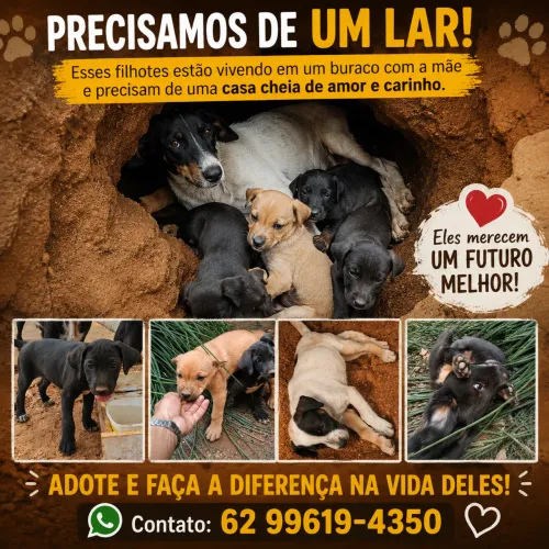Adoção de filhotes que estão vivendo em um buraco com a mãezinha !